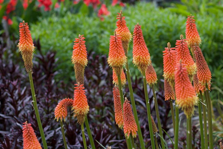 Red hot poker