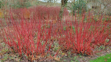 Red twig dogwood