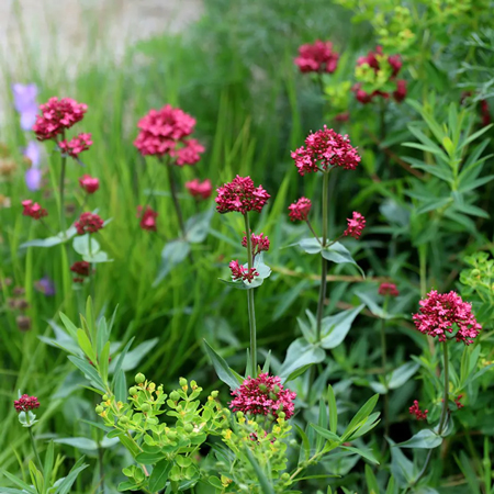 Red valerian 