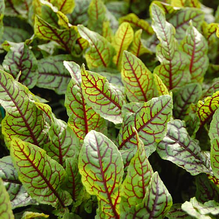 Red-veined dock 