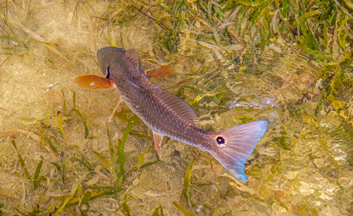 Redfish