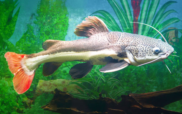 Redtail Catfish