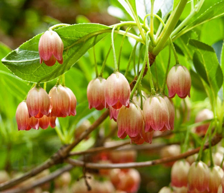 Redvein Enkianthus 