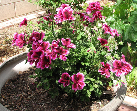 Regal geranium 