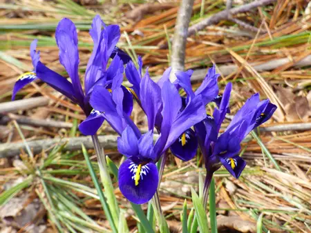 Reticulated iris 