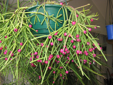 Rhipsalis Neves Armondii