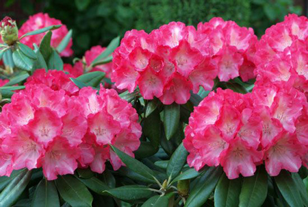 Rhododendron  