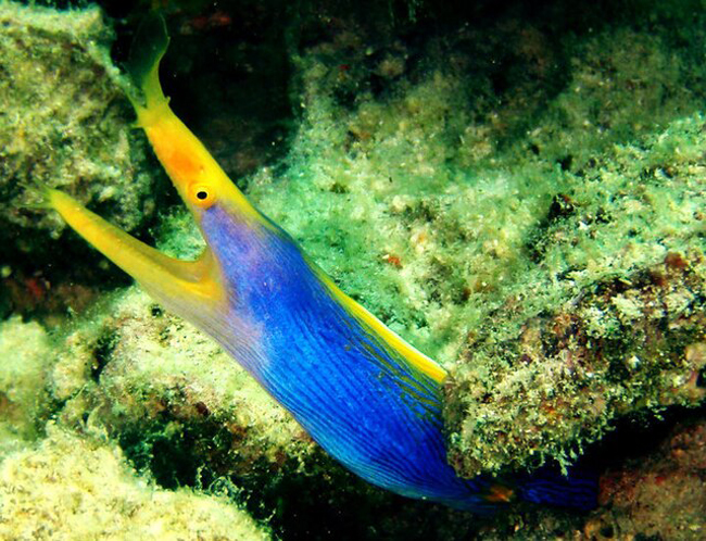 Ribbon Eel