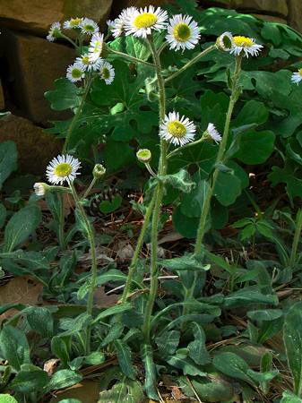 Robins plantain 