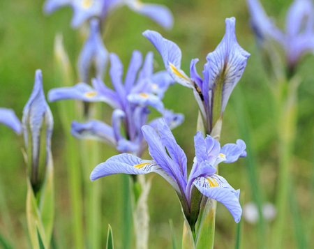 Rocky mountain iris