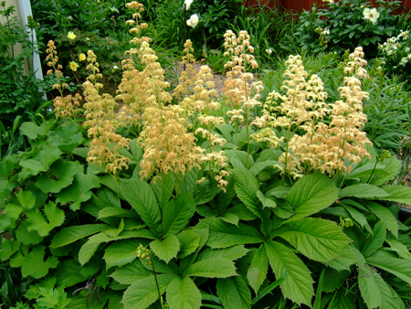 Rodgersia  