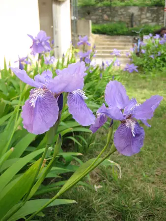 Roof iris 