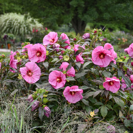 Rose Mallow 