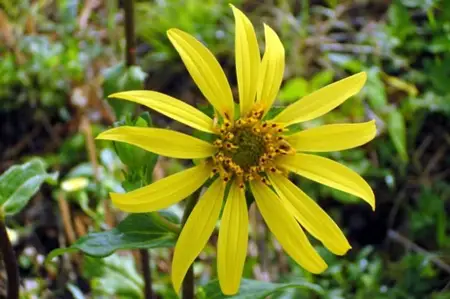 Rosinweed sunflower 