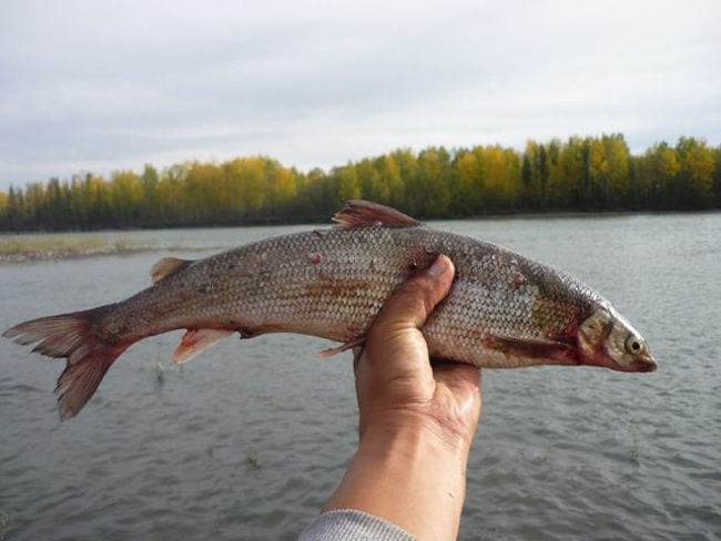 Round Whitefish