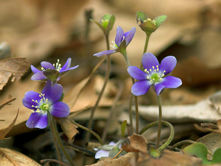 Roundleaf Liverleaf 