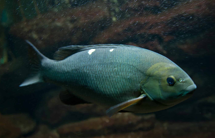 Rudderfish