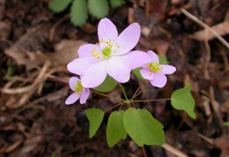 Rue anemone 