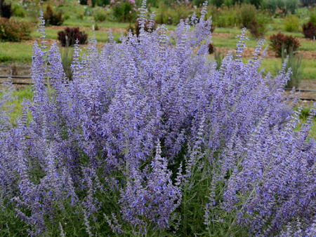 Russian sage 