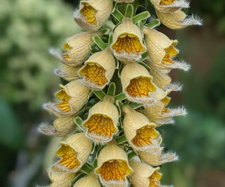 Rusty foxglove 