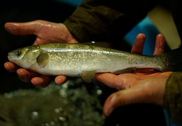 Sacramento Blackfish