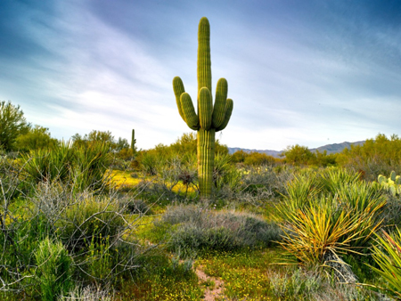 Saguaro  