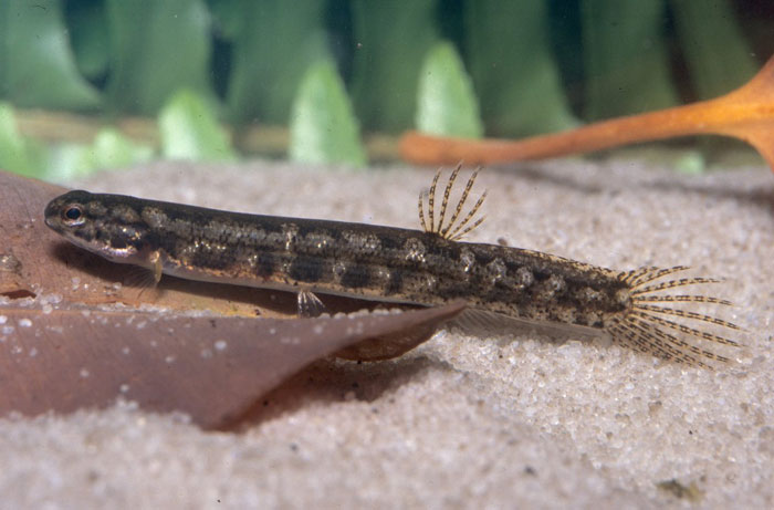 Salamanderfish