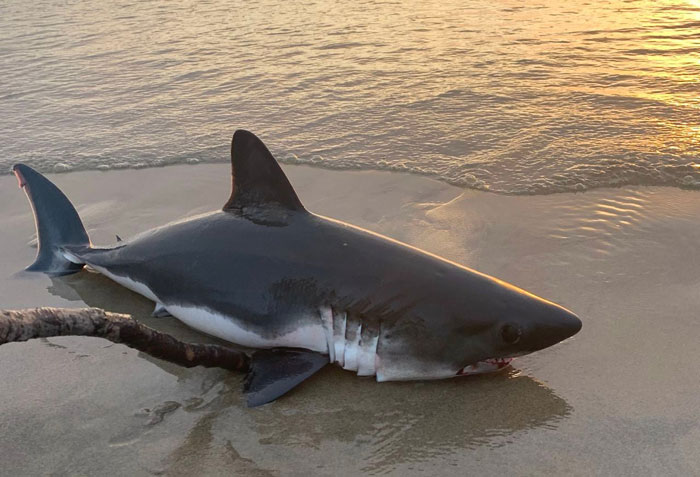 Salmon Shark