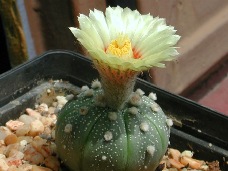 Sand Dollar Cactus