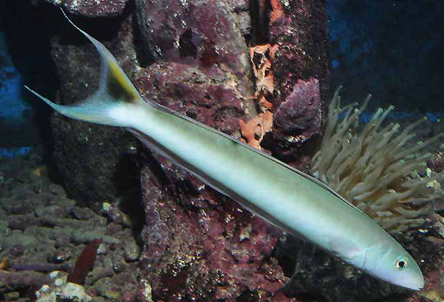 Sand Tilefish