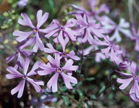 Sand phlox 