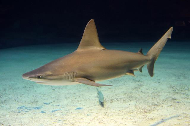 Sandbar Shark