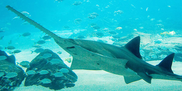 Sawfish