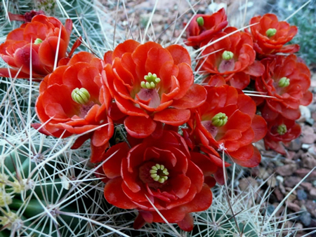 Scarlet Hedgehog Cactus