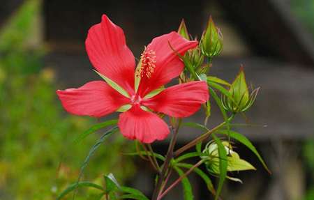 Scarlet rose mallow