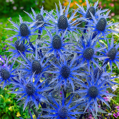 Sea holly 