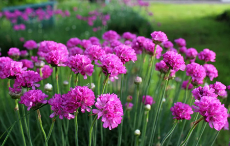 Sea thrift 