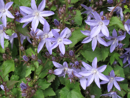 Serbian bellflower 