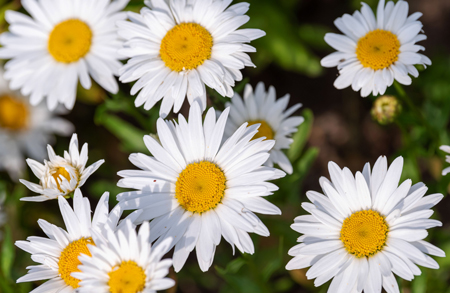 Shasta Daisy 