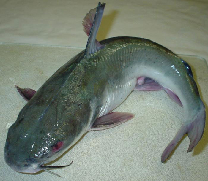 Sheatfish
