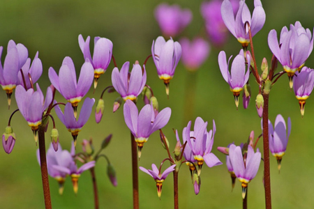 Shooting Star Flower