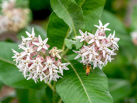 Showy milkweed 