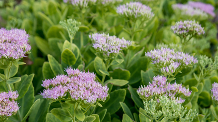 Showy stonecrop 