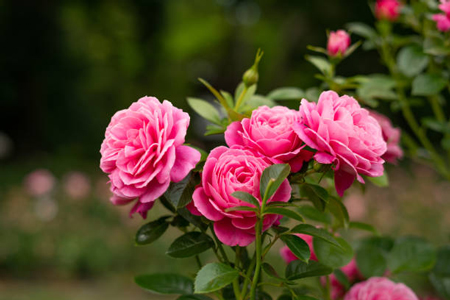 Shrub Rose 