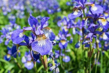 Siberian Iris 