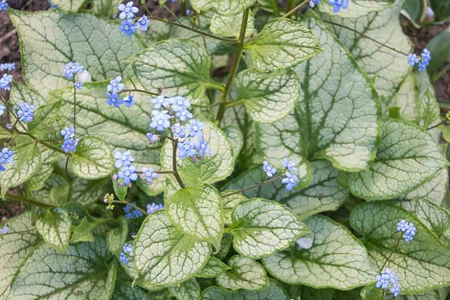 Siberian bugloss 