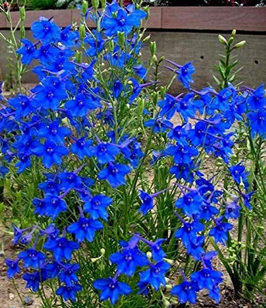 Siberian larkspur 