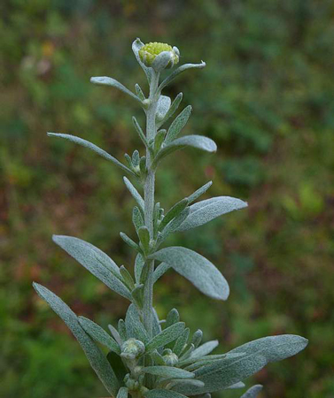 Silky wormwood 