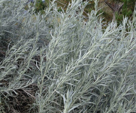 Silver sage 