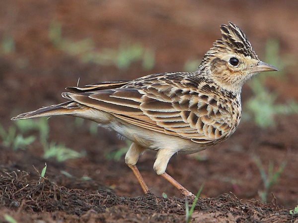 SkyLarks
